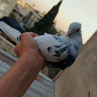کفتر|پرنده|تهران, اختیاریه|دیوار
