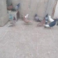 آلمانی بوم|پرنده|مشهد, رده|دیوار