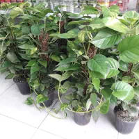 پتوس چماقی زعفرانی بزرگ ۵۰۰|گل و گیاه طبیعی|قم, علی آباد سعدگان|دیوار