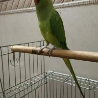 طوطی ملنگو سخنگو|پرنده|تهران, یافت آباد جنوبی|دیوار