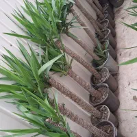 یوکا تنه وچندتا سوکا تنه و بابا ادم و...|گل و گیاه طبیعی|عباسآباد, |دیوار