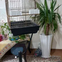 قفس سلطنتی|لوازم جانبی حیوانات|پاکدشت, پاکدشت (مامازند)|دیوار