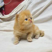 پرشین سوپر فلت نر|گربه|قزوین, |دیوار