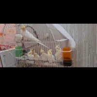 عروس هلندی خوش زات ۵تخم