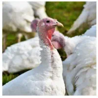 بوقلمون ۴ ماهه