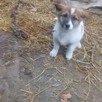 پاکوتاه سگ خوب