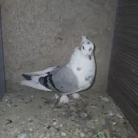 پشت دار قرمز نر هیکلی .|پرنده|قدس, شهر‌قدس|دیوار