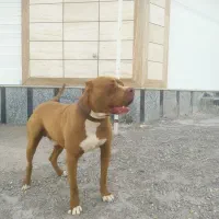 پیتبول نر جهت کشش