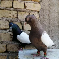 کفتر بهبانی وشهری یال چپ