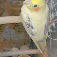 طوطی عروس مولد|پرنده|ابهر, |دیوار