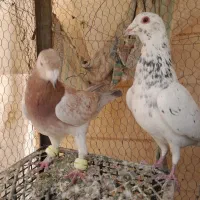 کفتر زرد سرخ سبز سار کله هما|پرنده|تربت‌حیدریه, نواب صفوی|دیوار