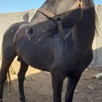 اسب نریون یورقه خوش اخلاق