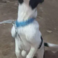 توله سگ قدر جونی سرابی