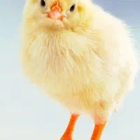 کارگر مرغداری گوشتی