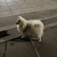 واگذاری سگ پامرین