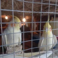 دوجفت عروس هلندی رام|پرنده|مهرستان, |دیوار