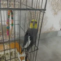 دو عدد عروس هلندی نر|پرنده|مشهد, الهیه|دیوار