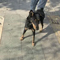 واگذاری سگ دوبرمن ماده