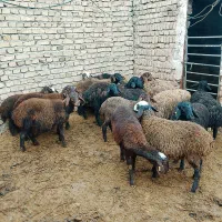 ۱۷ راس بره همه نر،اصیل مناسب نگهداری|حیوانات مزرعه|دشتابی, |دیوار