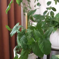 تعدادی گل طبیعی با گلدان|گل و گیاه طبیعی|پردیس, فاز ۱۱|دیوار