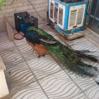 طااووس زیبا