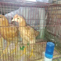 نیمچه . جوجه رسمی مرغ و خروس