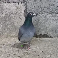 کبوتر کبود پلاکی|پرنده|الوند, |دیوار