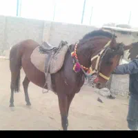 مادیان عرب ( فروش /معاوضه )|اسب و تجهیزات اسبسواری|یزد, |دیوار