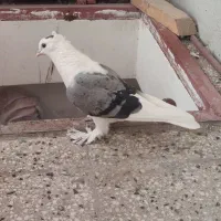 گلی سبز نر|پرنده|تربتحیدریه, باغ سلطانی|دیوار