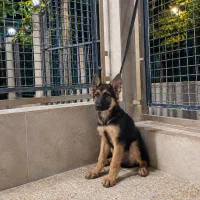 سگ ژرمن شپرد اصیل