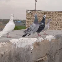 کفتر المانی