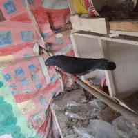 کبوتر نر سبز