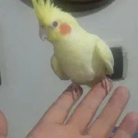 عروس هلندی ۴ ماهه ماده