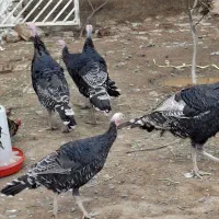 بوقلمون برنزه   آمده به تخم