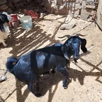 سلام خدمت دوستان عزیز تعداد3راس گوسفندچاغ|حیوانات مزرعه|قهستان, |دیوار