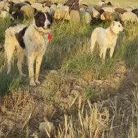 یک جفت سگ گله ای