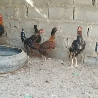 خروس لاری اصل|حیوانات مزرعه|هامون, |دیوار