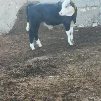 گوساله نر هردفورد