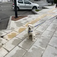 سگ گلدن رتریور