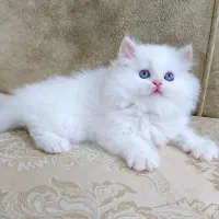 گربه