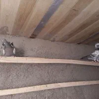 کفتر فروشی|پرنده|سامن, |دیوار