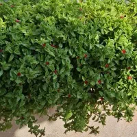 خانه ویلایی