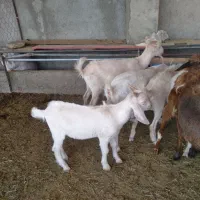 بز سانن وپاکستان و بزغاله نر وماده