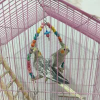 عروس هلندی گلباقالی