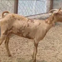 بز صلاله خطی