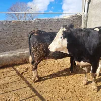 گوساله ماده|حیوانات مزرعه|قیدار, |دیوار