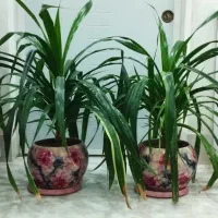 گل پاندانوس