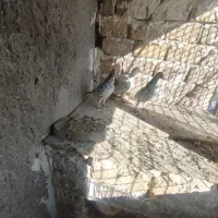 ۳تا هفت رنگ|پرنده|محمدیه-قزوین, |دیوار