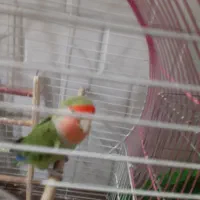 طوطی کوتوله|پرنده|نجف‌آباد, شریعتی غربی|دیوار