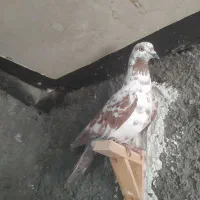 شامی وسارسرخ|پرنده|مشهد, هفده شهریور|دیوار